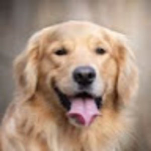 Meet your Posher, Malik